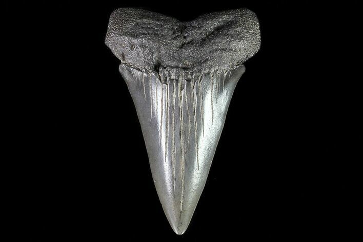 Large, Fossil Mako Shark Tooth - Georgia #75093